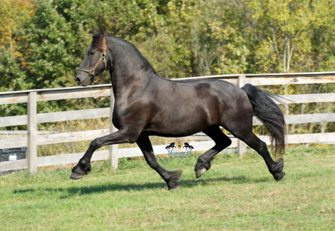 HorseID: 2283543 DYAMI Da Monico STER For Sale By Private Treaty - PhotoID: 1059241