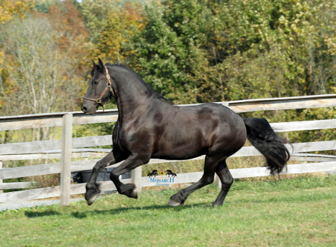 HorseID: 2283543 DYAMI Da Monico STER For Sale By Private Treaty - PhotoID: 1059242