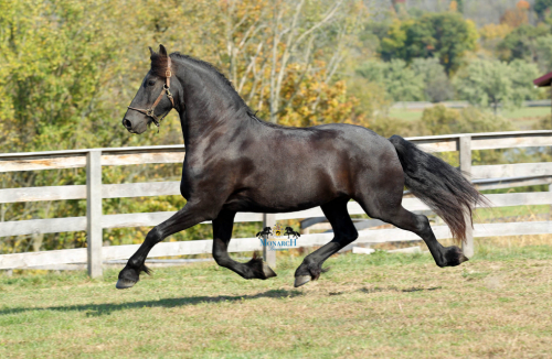 HorseID: 2283543 DYAMI Da Monico STER For Sale By Private Treaty - PhotoID: 1059243