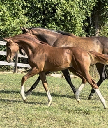 HorseID: 2283547 For Romance Filly - PhotoID: 1059248