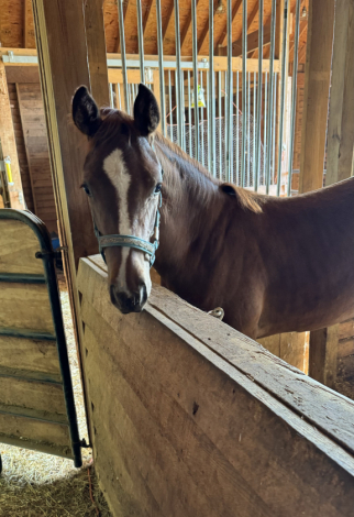 HorseID: 2283547 For Romance Filly - PhotoID: 1059250