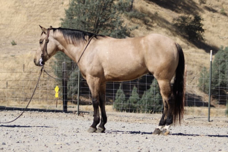 HorseID: 2283552 Billy The Kid LHR - PhotoID: 1059370