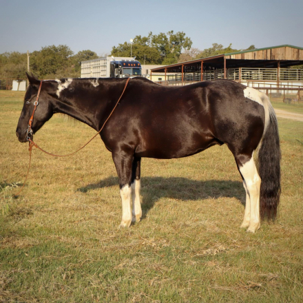 HorseID: 2283562 Bentley MR - PhotoID: 1059365