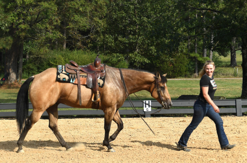 HorseID: 2283568 Tyrees Dusty Jack - PhotoID: 1059275