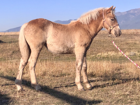 HorseID: 2283573 Little Filly - PhotoID: 1059282