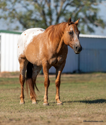 HorseID: 2283608 Ace BH - PhotoID: 1059358