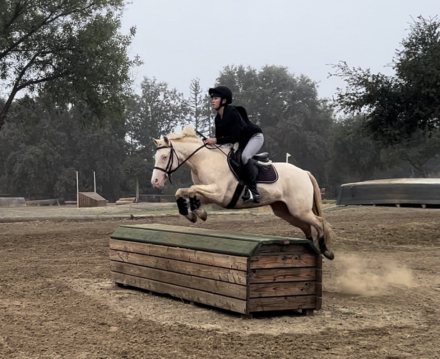 HorseID: 2283612 Hamlet - PhotoID: 1059345