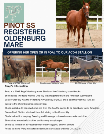 HorseID: 2283613 Pinot SS - PhotoID: 1059349