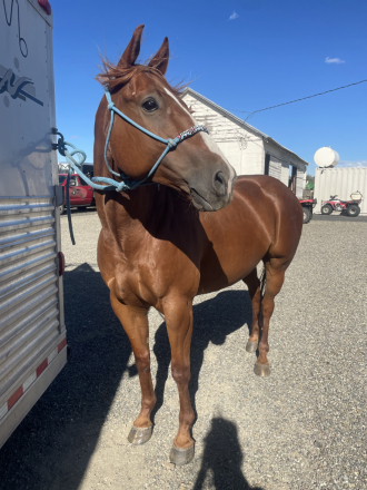 HorseID: 2283627 Gentle and athletic Gelding - PhotoID: 1059421