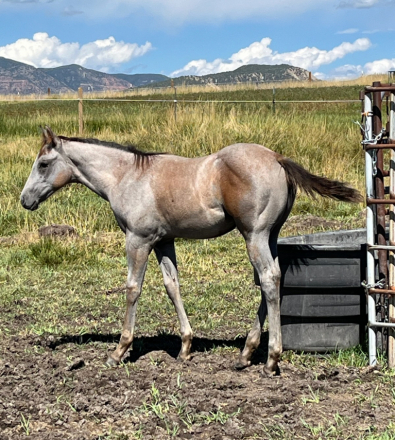 HorseID: 2283630 Lil Ricochet Pocodoc - PhotoID: 1059423