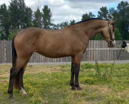 HorseID: 2283641 2021 Buckskin AWSSR Lusitano X Drum Filly - PhotoID: 1059452