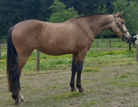 HorseID: 2283641 2021 Buckskin AWSSR Lusitano X Drum Filly - PhotoID: 1059453