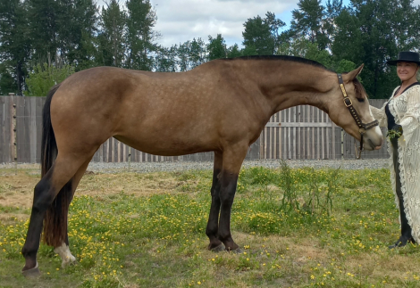 HorseID: 2283641 2021 Buckskin AWSSR Lusitano X Drum Filly - PhotoID: 1059455