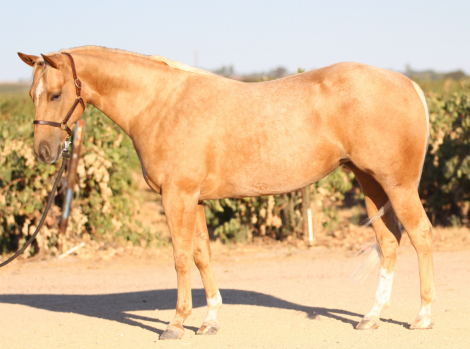 HorseID: 2283654 GW YELLOWROSE N CASH - PhotoID: 1059468