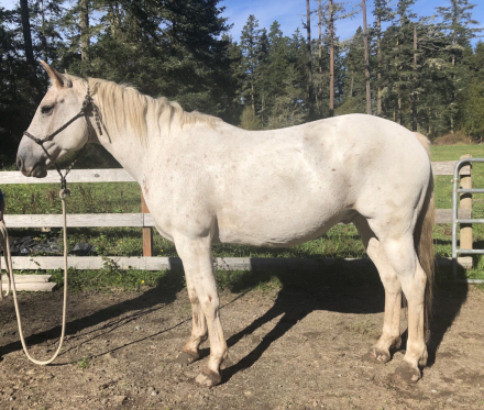 HorseID: 2283663 Theo 7 Year Old White Appaloosa Mustang Gelding - PhotoID: 1060297