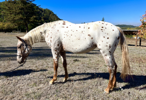 HorseID: 2283669 Colida's Smart Poppy - PhotoID: 1059490