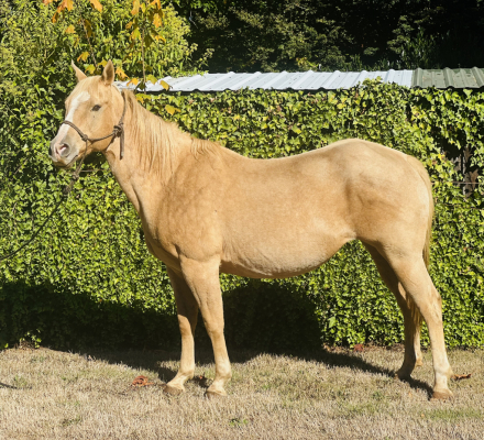 HorseID: 2283673 Lady’s Blonde Pal - PhotoID: 1059493