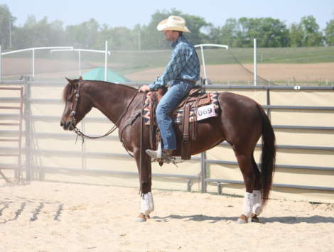 HorseID: 2283686 SHESE A TEXAS DREAM - PhotoID: 1059519