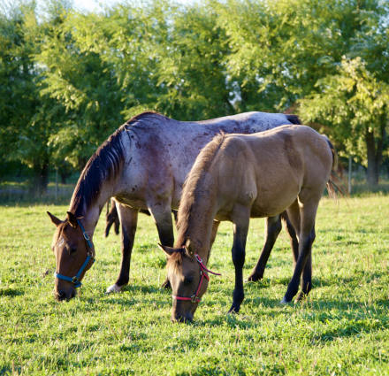 HorseID: 2283693 LEOS DUN DRIFTER - PhotoID: 1059521