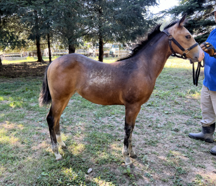 HorseID: 2283697 ELIGIBLE FOR PERMANENT AQHA REGISTRATION - PhotoID: 1059528