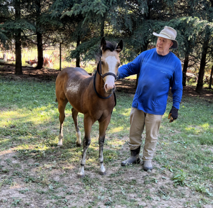 HorseID: 2283697 ELIGIBLE FOR PERMANENT AQHA REGISTRATION - PhotoID: 1059529