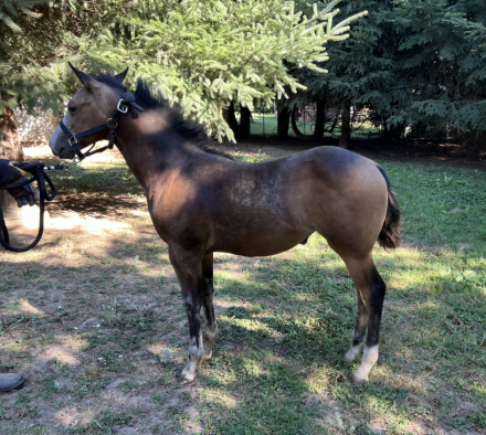 HorseID: 2283697 ELIGIBLE FOR PERMANENT AQHA REGISTRATION - PhotoID: 1059530