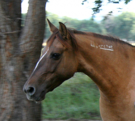 HorseID: 2283699 Wind Raven's Shoshoni - PhotoID: 1059536