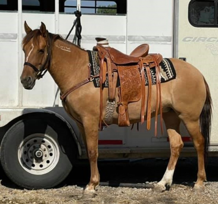 HorseID: 2283699 Wind Raven's Shoshoni - PhotoID: 1059537