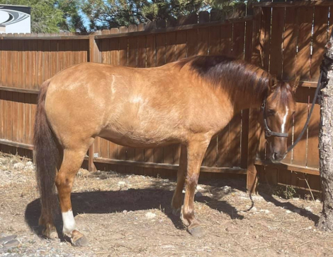 HorseID: 2283699 Wind Raven's Shoshoni - PhotoID: 1059538