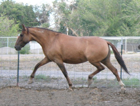 HorseID: 2283699 Wind Raven's Shoshoni - PhotoID: 1059539