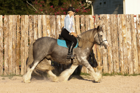 HorseID: 2283706 Prince Blue Boy - PhotoID: 1059549