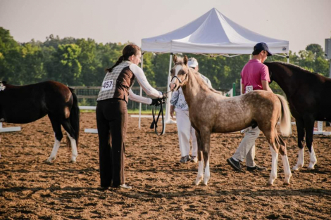 HorseID: 2283715 SnoDen's Off to Neverland - PhotoID: 1059559