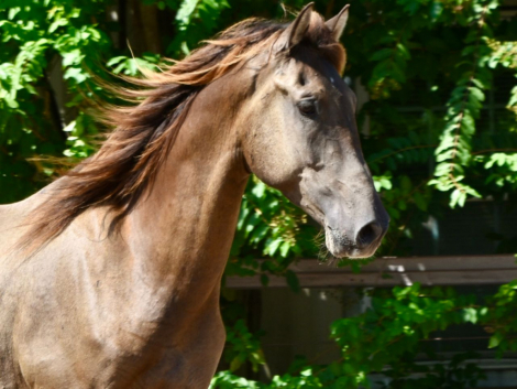 HorseID: 2283723 Llamativo XXI - PhotoID: 1086308