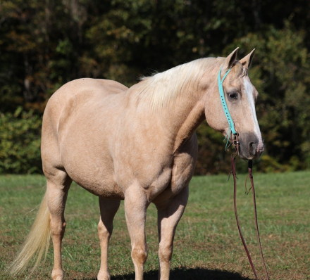 HorseID: 2283734 Lariat L13 - PhotoID: 1059581