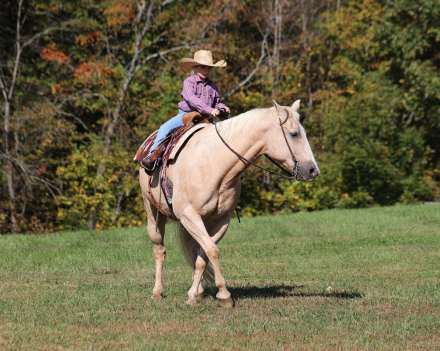 HorseID: 2283734 Lariat L13 - PhotoID: 1059582