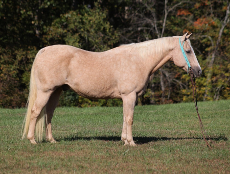 HorseID: 2283734 Lariat L13 - PhotoID: 1059583