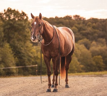 HorseID: 2283738 HPH Go Get Em Emma - PhotoID: 1059584