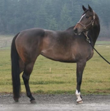 HorseID: 2283769 16.2 hh Stunning Appendix QH Mare - PhotoID: 1059617