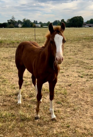 HorseID: 2283780 Infernally Red - PhotoID: 1059625