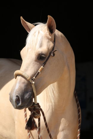 HorseID: 2283792 Gunnin N Pearls - PhotoID: 1059629