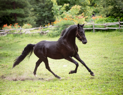 HorseID: 2283793 Equinox Rock of Ages - PhotoID: 1059630