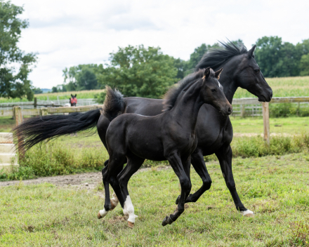 HorseID: 2283795 A Star of Hope - PhotoID: 1059631