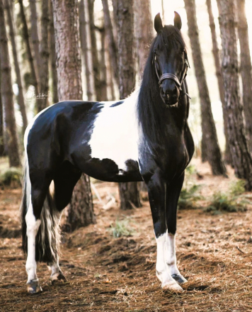 HorseID: 2283806 Heino BP63 - PhotoID: 1059638