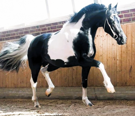 HorseID: 2283806 Heino BP63 - PhotoID: 1059640