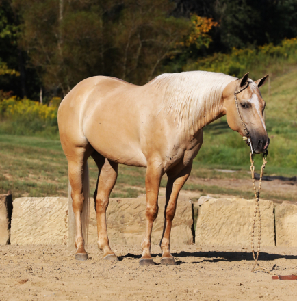 HorseID: 2283809 HQ Wright On Guns - PhotoID: 1059644