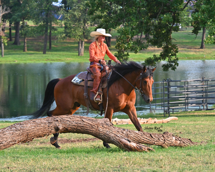 HorseID: 2283815 WP Zippo Two Id Dude - PhotoID: 1059649