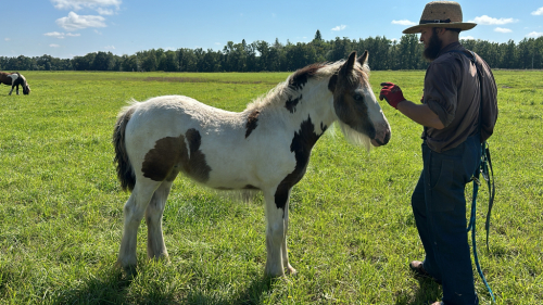 HorseID: 2283833 River's Edge Burnin' the Bloom - PhotoID: 1059665