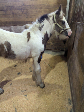 HorseID: 2283833 River's Edge Burnin' the Bloom - PhotoID: 1059666