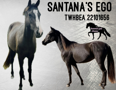 HorseID: 2283836 Santana’s ego - PhotoID: 1059673