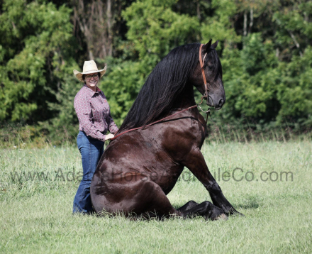 HorseID: 2283841 SALEM - PhotoID: 1059722